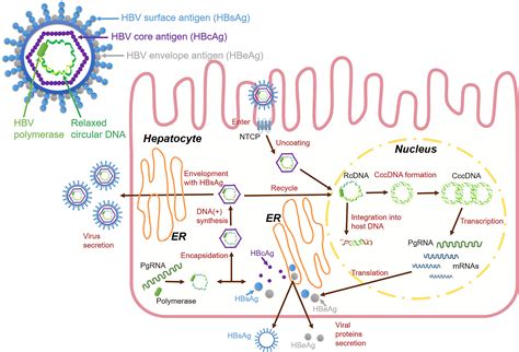 hbv