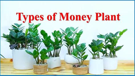 moneyplant777.com